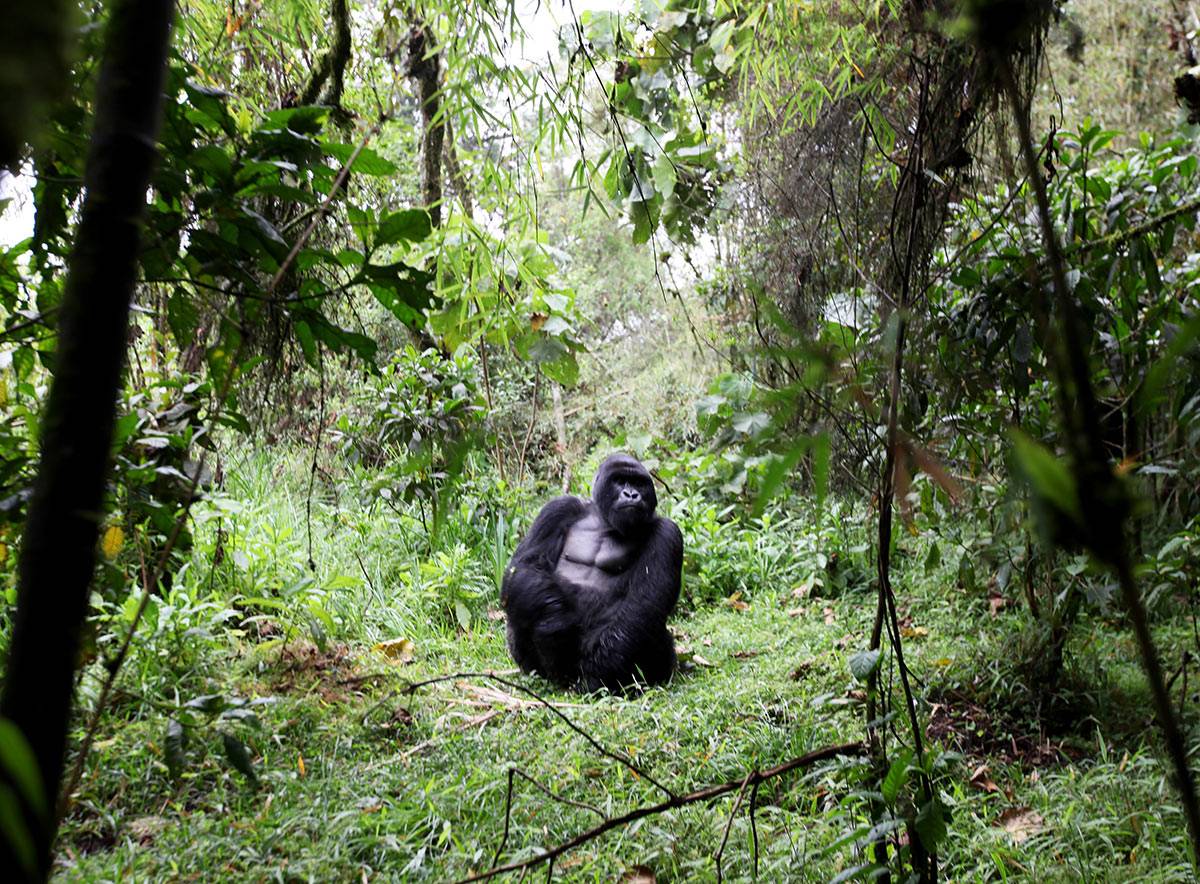 Gorilla in Uganda and Rwanda living in the mountains 