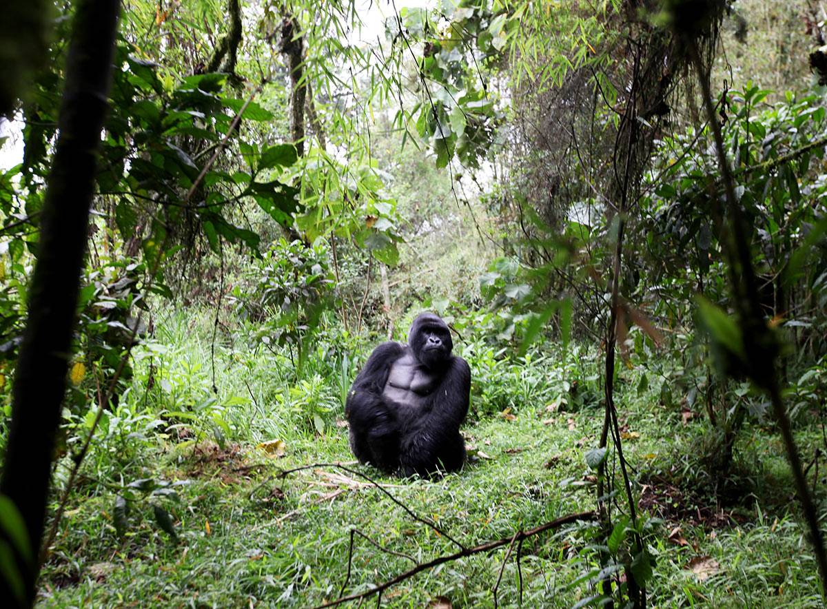 Gorilla in Uganda and Rwanda living in the mountains