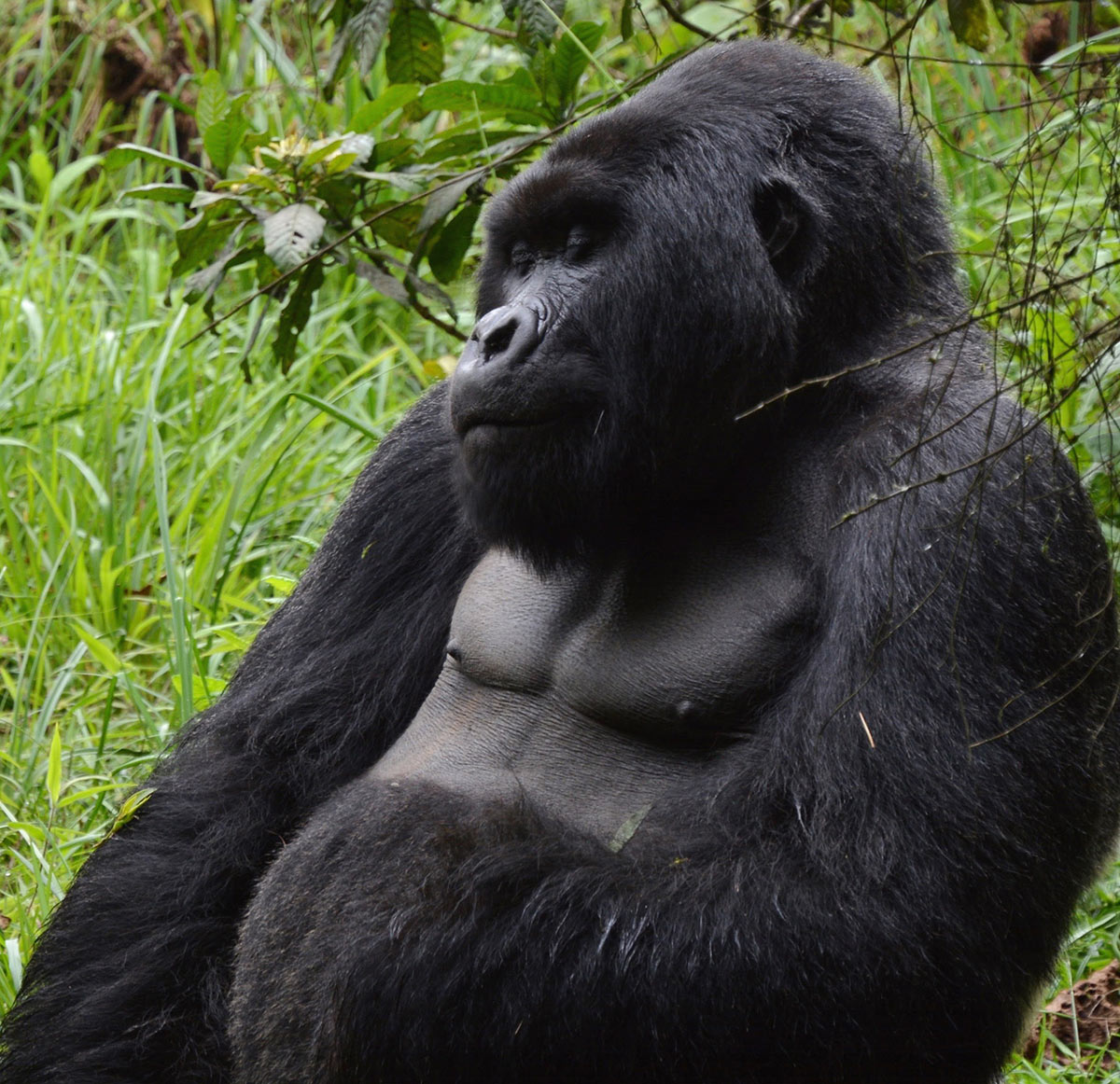 Silverback male gorilla seen on gorilla trekking in Uganda and Rwanda