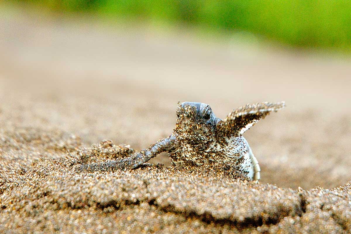 Baby Turtle Hatching