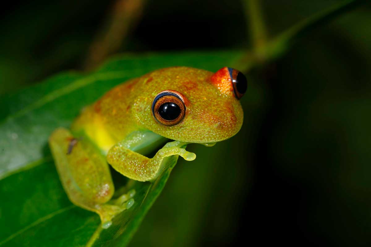 Red eyed Tree Frog