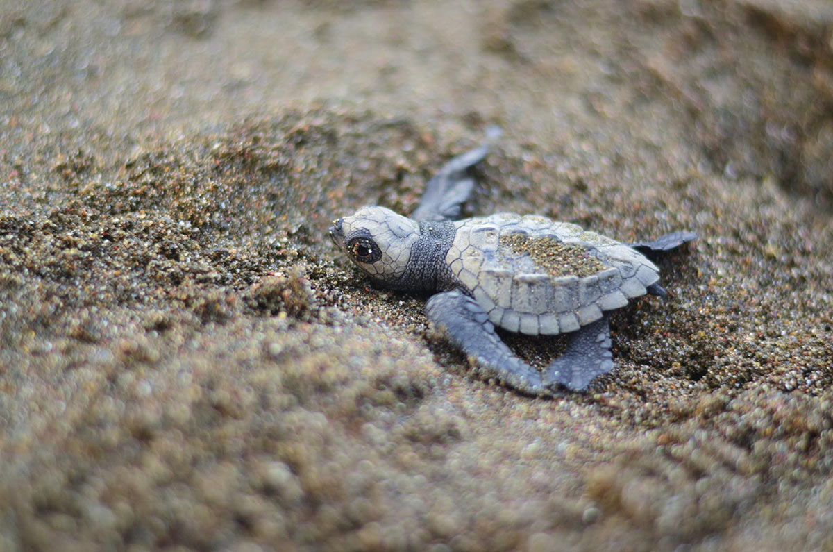 baby turtle hatching costa rica ecotour