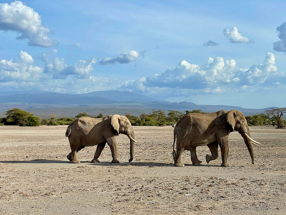 two elephants walking together in africa