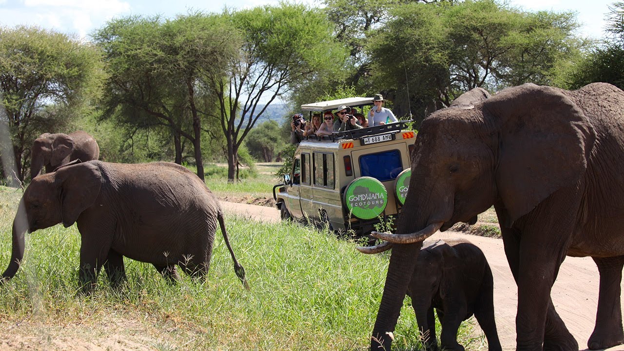 tanzania africa safari serengeti