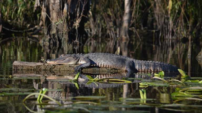 louisiana cajun country 5 day to