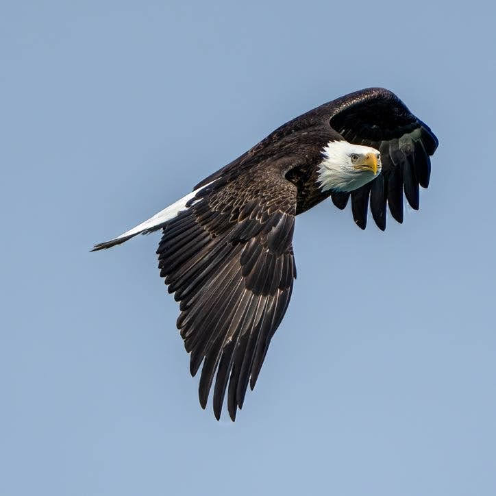 bald eagle flying through clear sky 1
