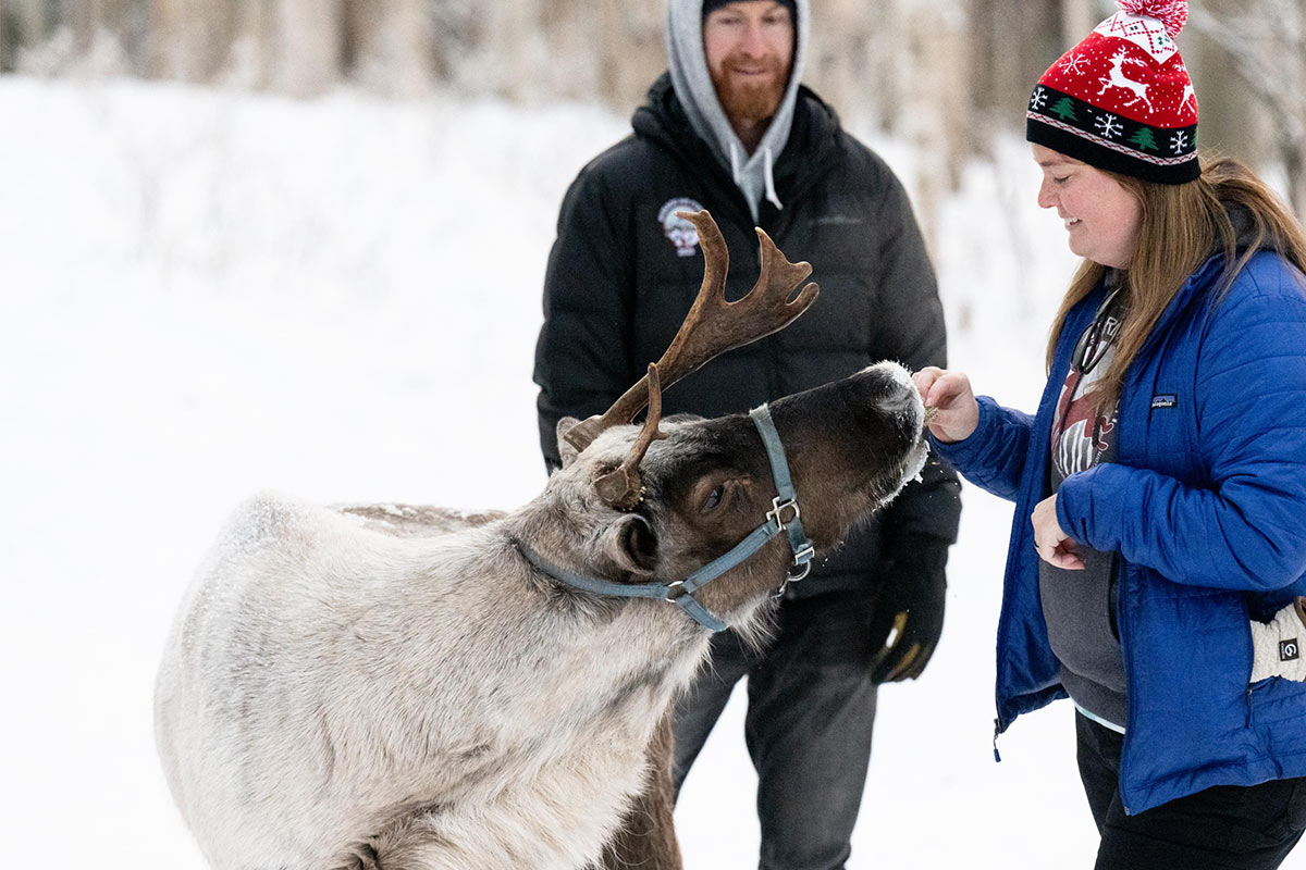 Feeding Reindeer At Ranch