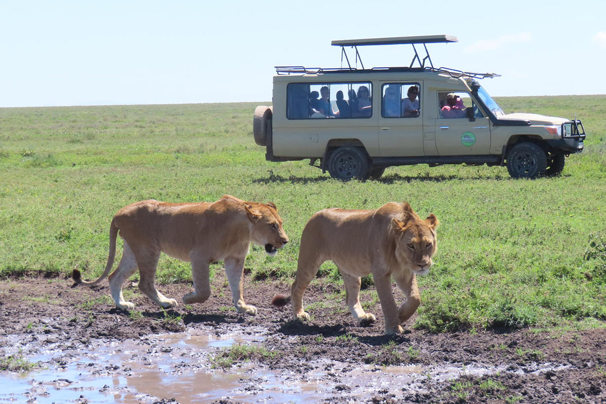 Viewing part of Africa's big five the lion