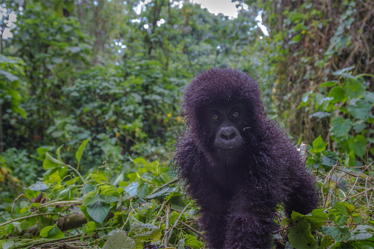 Baby gorilla in rain