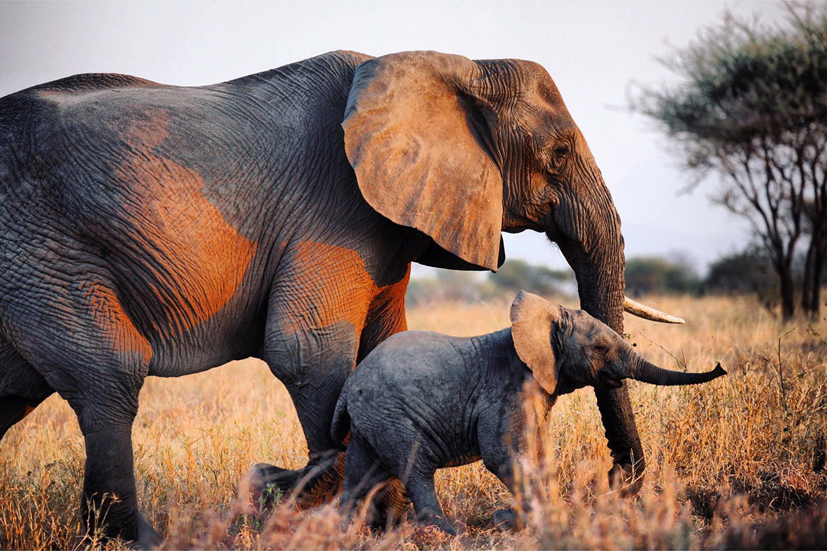 Where to Travel in 2026: Explore These Spectacular Destinations 3 An adult elephant and a baby elephant walking though the savannah in Tanzania