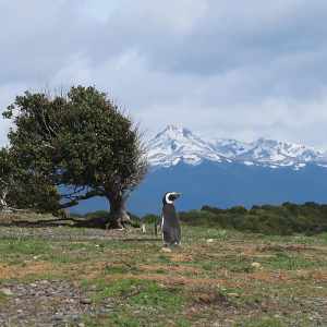 Ushuaia Extension