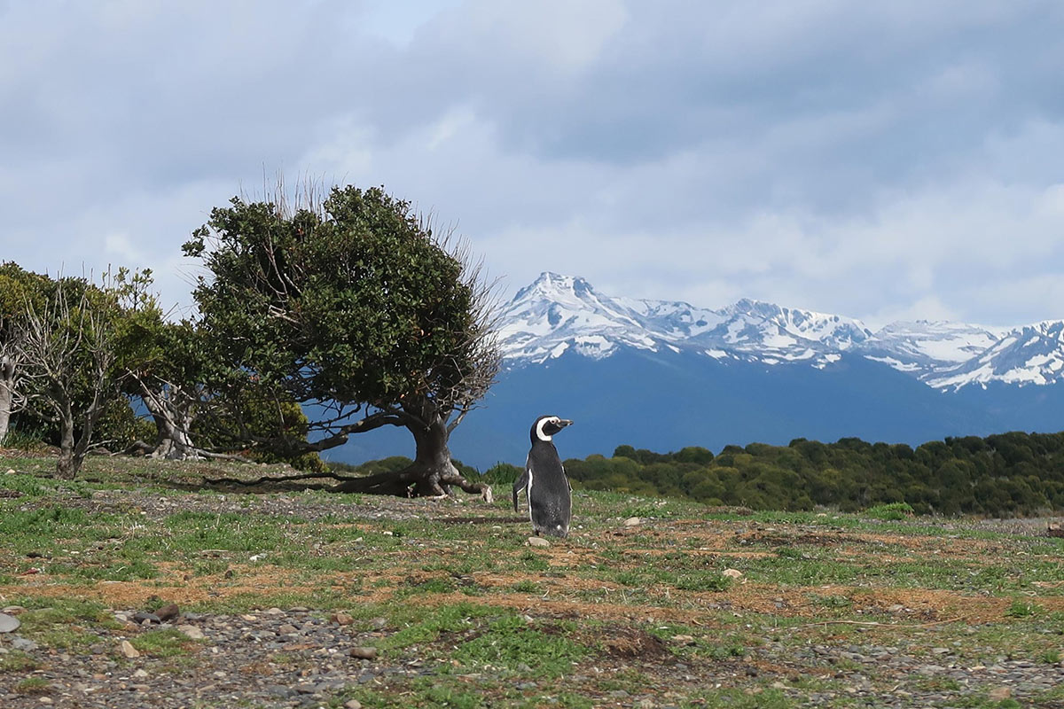 Incredible Antarctica Tours with Gondwana Ecotours: Adventure and Exploration 4 Ushuaia