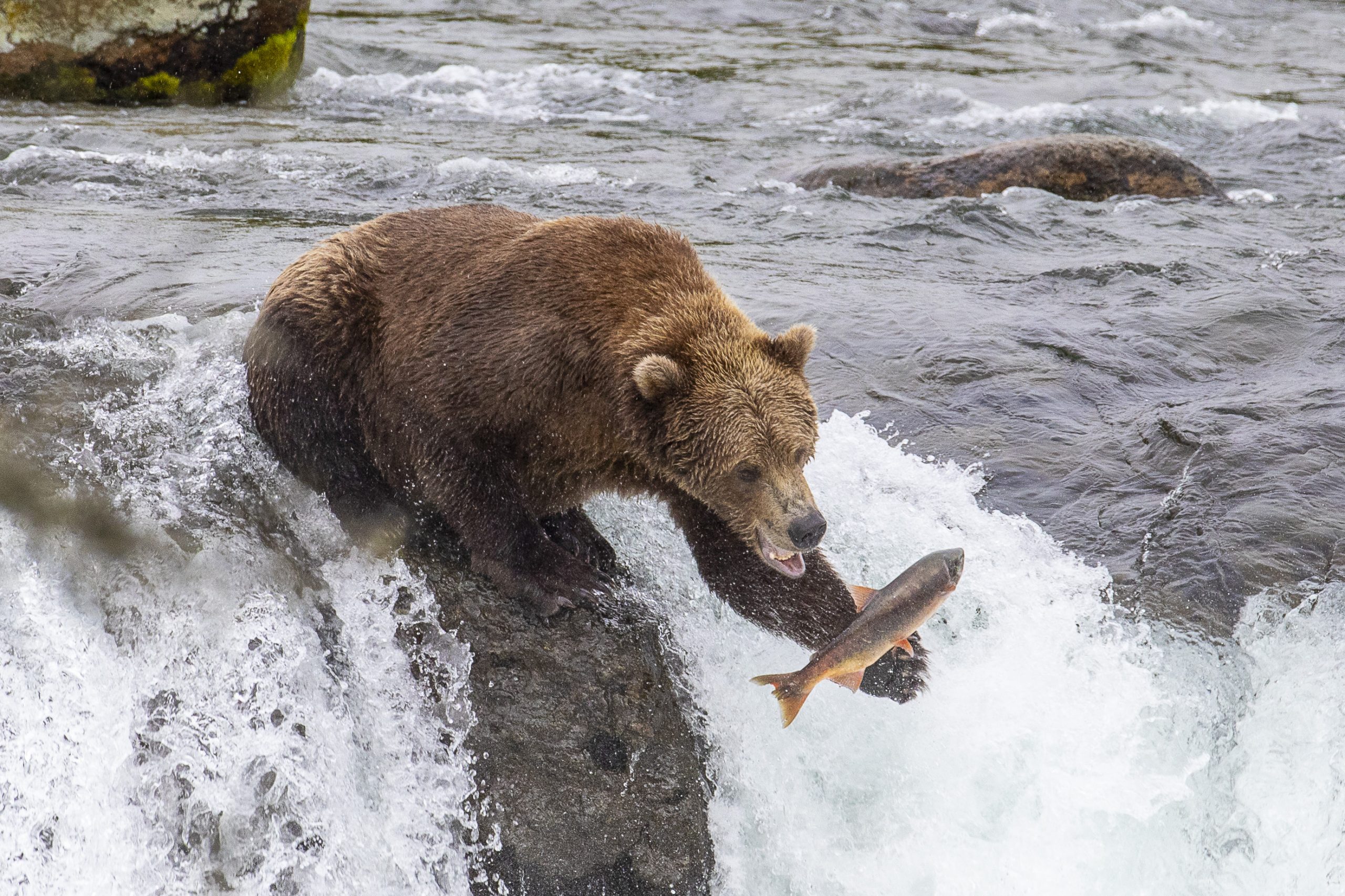 Alaskan brown bear sitting on waterfall