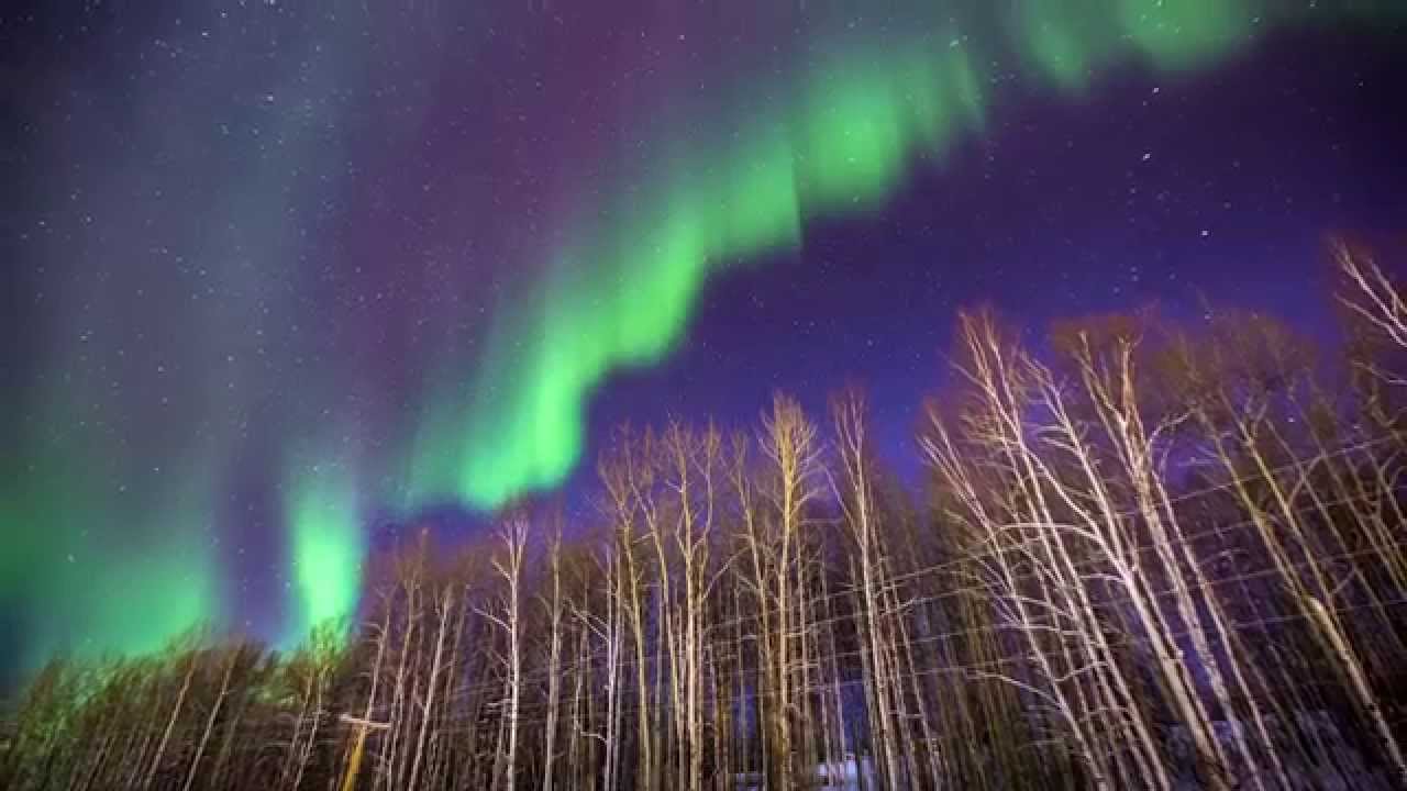 green shades of northern lights over trees in Alaska