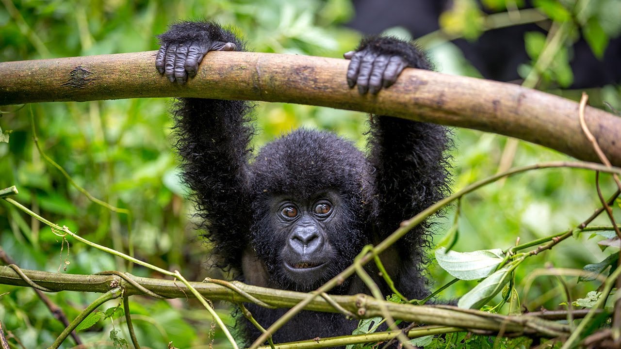 baby gorilla in Rwanda