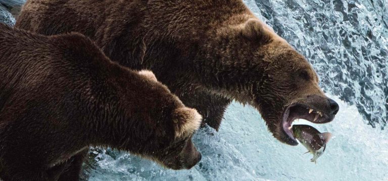 grizzliescatchingfishbrooksfalls e1706737732965