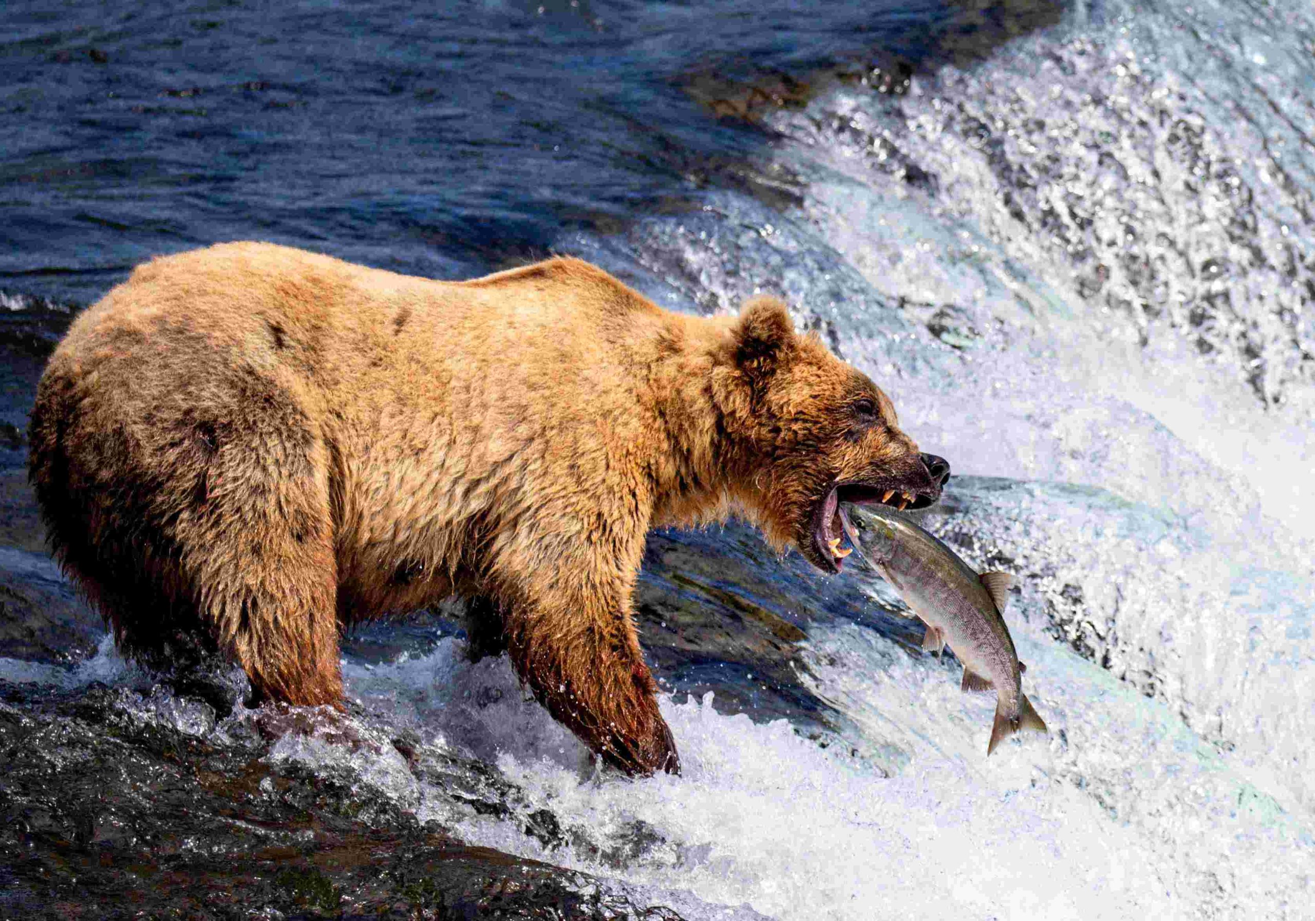 A grizzly bear catching fish at Brooks Falls in Katmai National Park and Preserve.