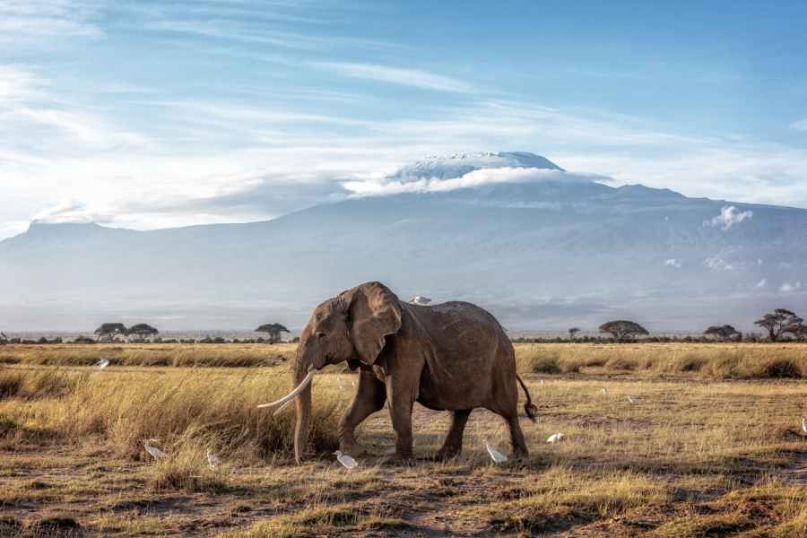 Elephant in fron of Mount Kilimanjaro