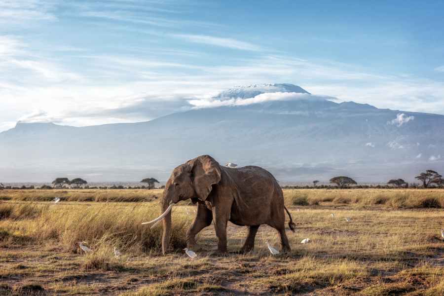 african elephant walking past mount kilimanjaro