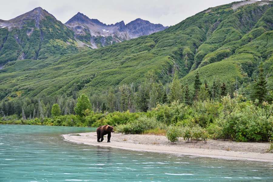 brown bear walking coastline in Alaska