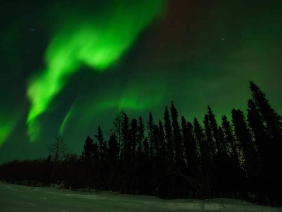 Green ribbons of Northern Lights over Alaska forest