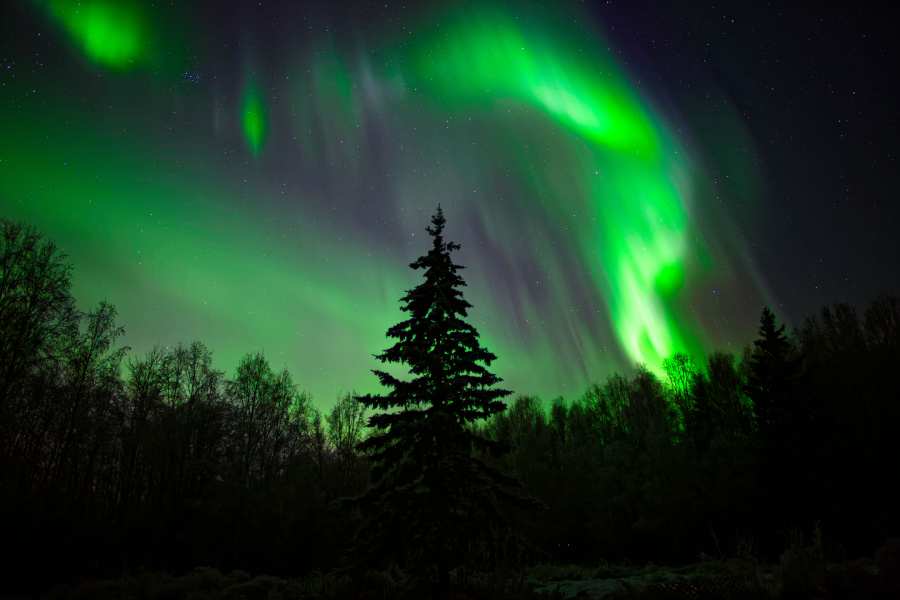 swirls of northern lights in shades of green in forest sky