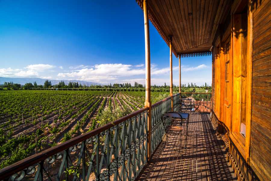 Argentina wine vineyard