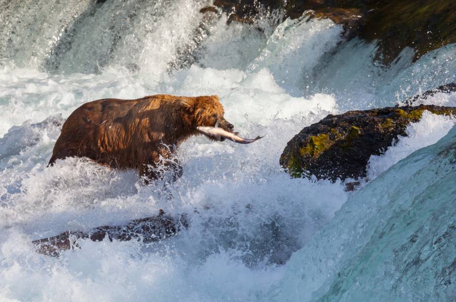 bear eating fish in water in Alaska