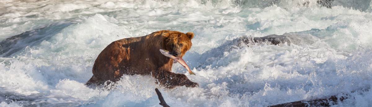brown bear catching fish in waterfall in Alaska