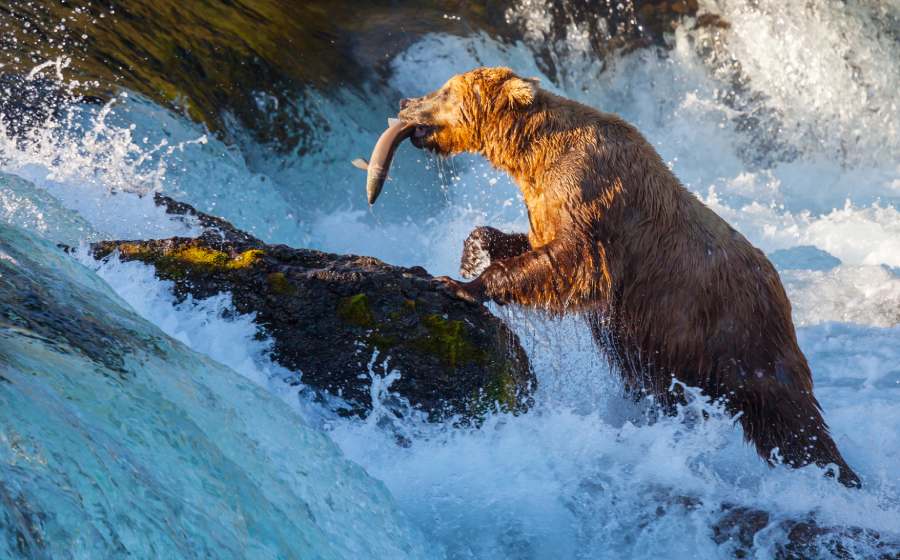 brown bear goes fisshing at Brooks Falls Alaska