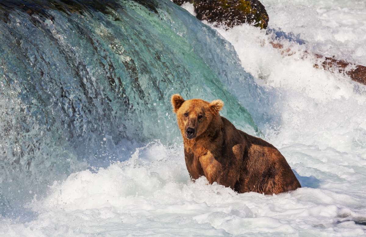 Alaskan brown bear siting in waterfalls