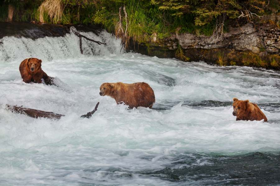 bears catching salmon alaska