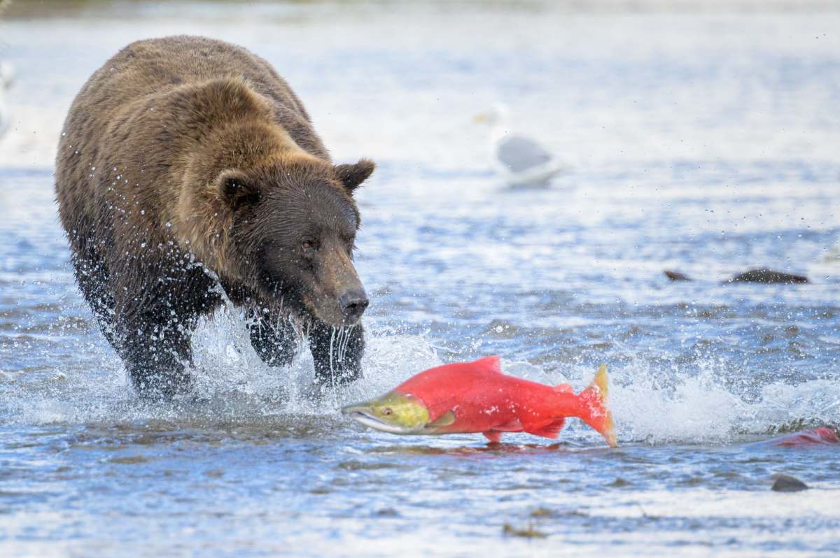 brown bear running after salmon in alaska