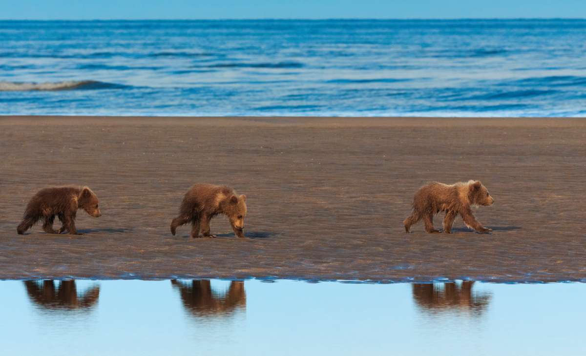 three brown bear cubs on beach in Alaska during the summer
