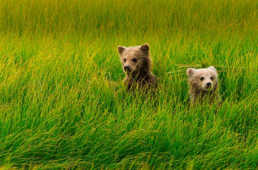 two brown bear cubs in national park in alaska