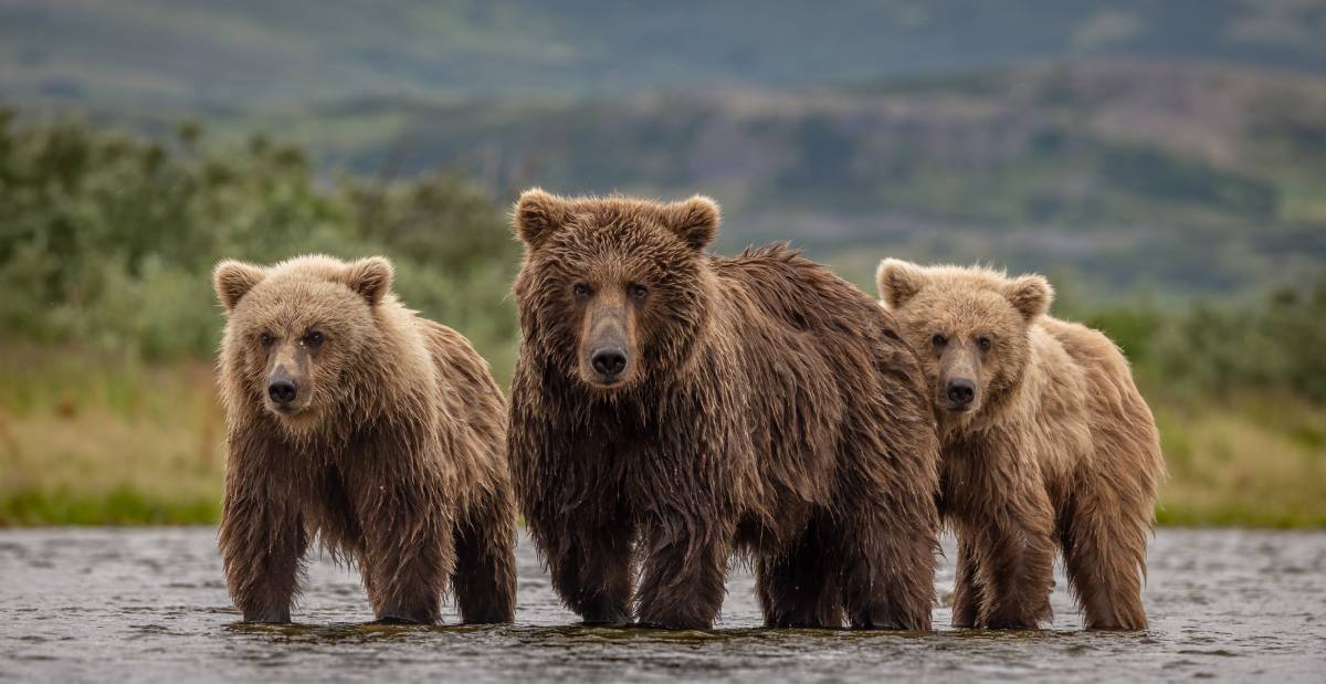 brown bears waiting in shallow water in Alaska