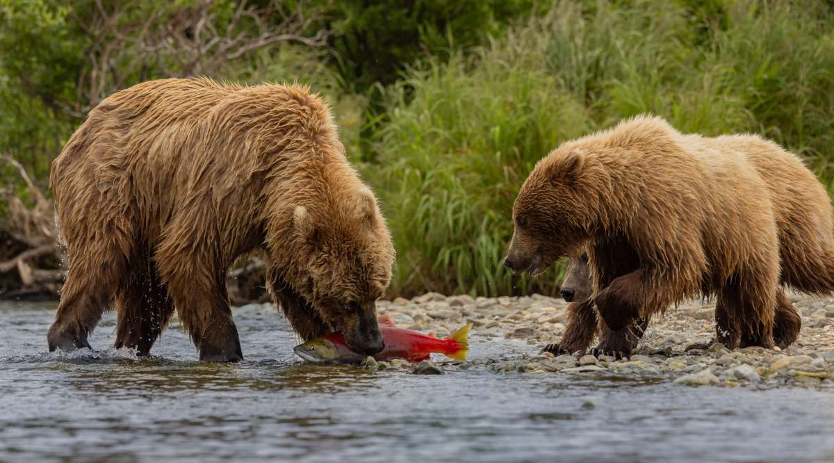 two brown bears fishing salmon on Alaska banks