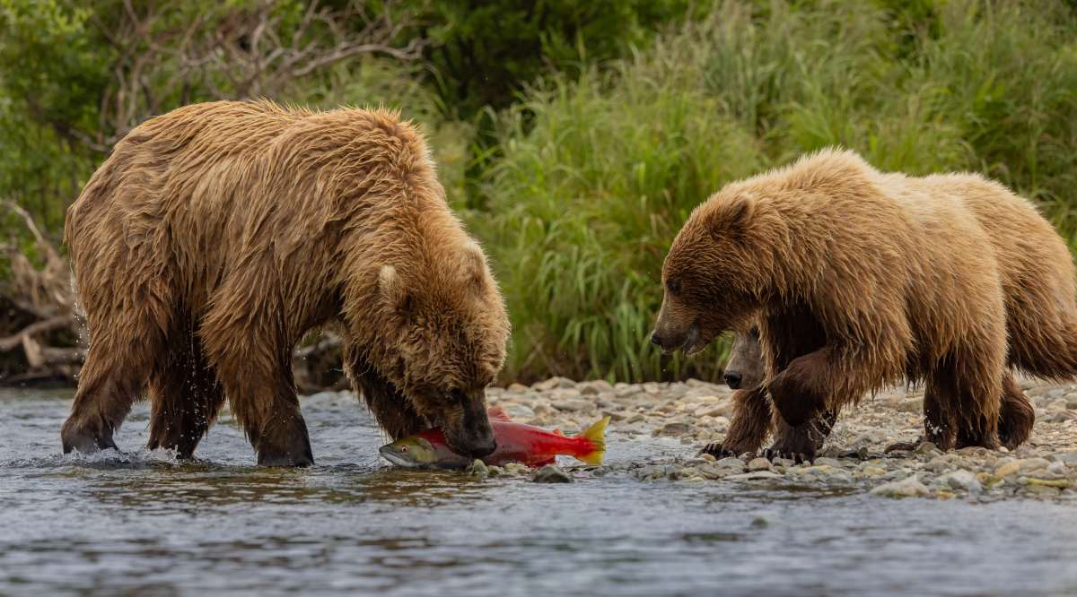 brown-bear-in-katmai-alaska