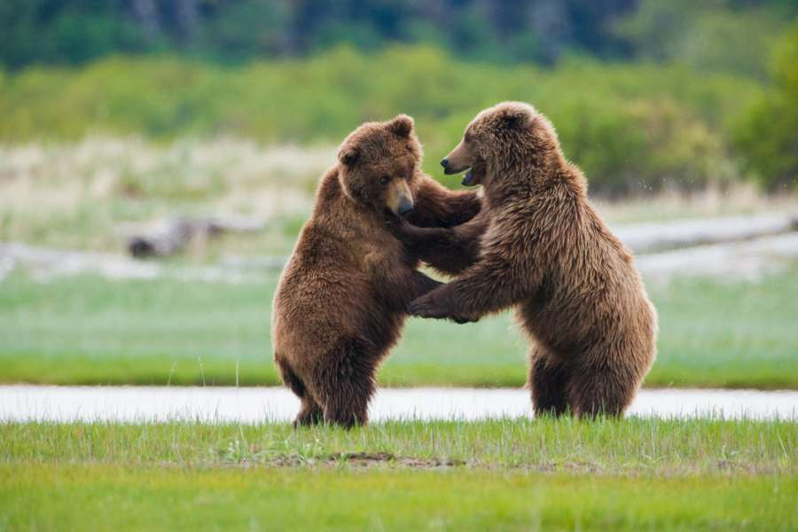 brown bears playing in field in Alaska during summer