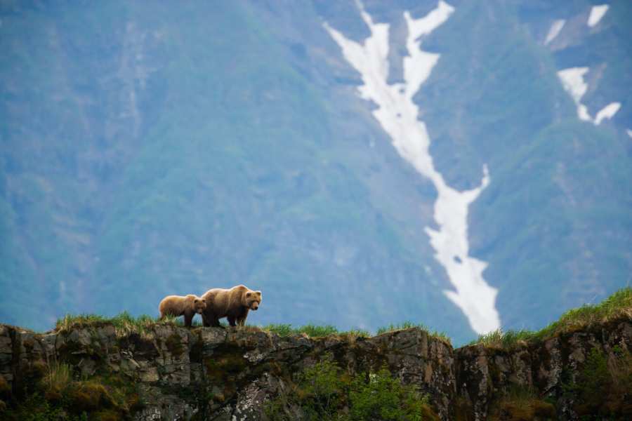 two brown bears on mountain in Alaska