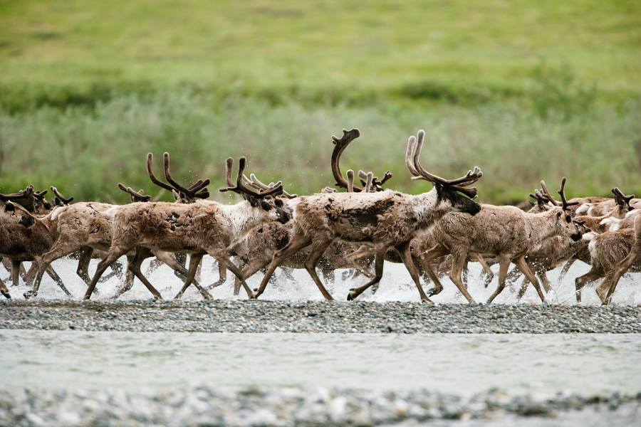 caribou running in Alaska