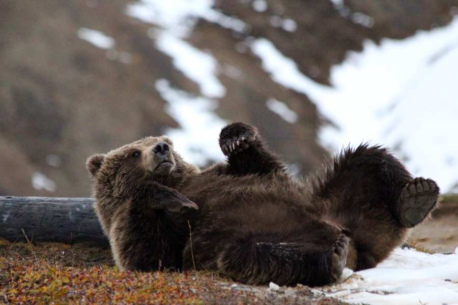 Brown bear laying on log in Alaska