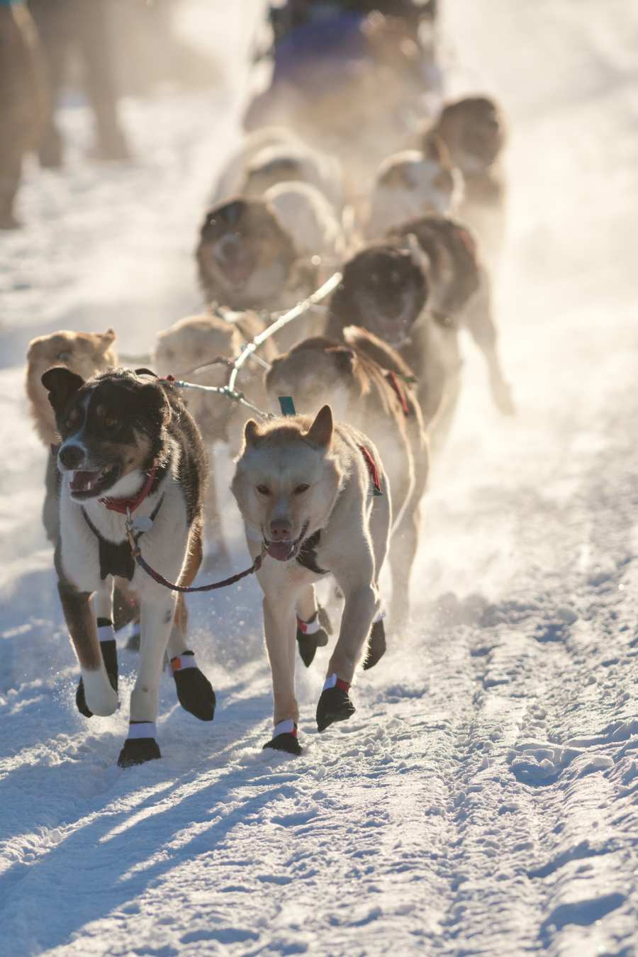 Sled dogs in Alaska pulling sled in winter snow