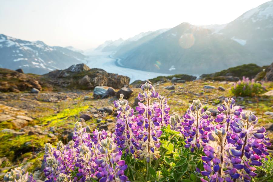 Top Alaska Tours to Celebrate Spring in April 3 spring in Alaska
