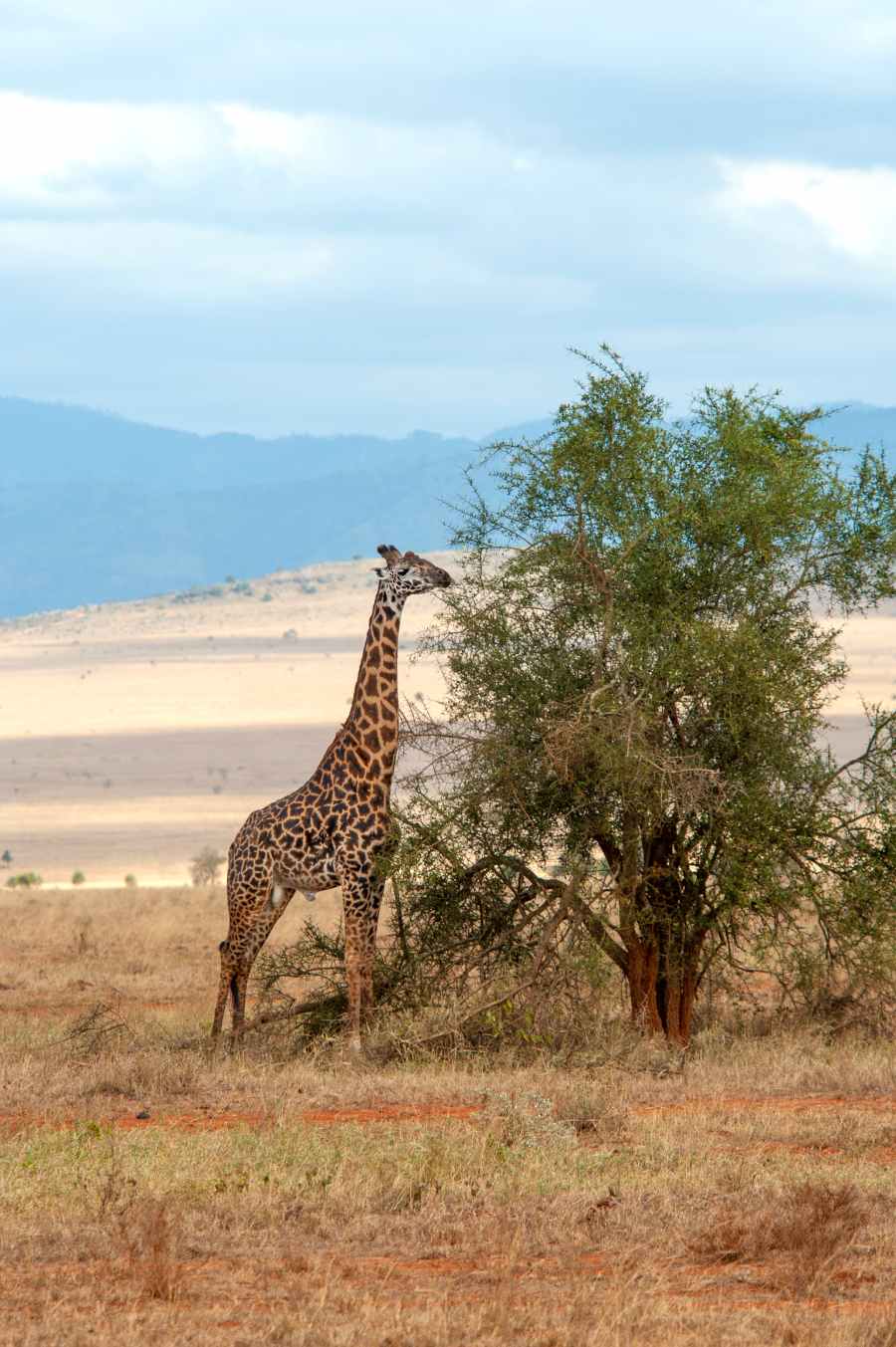 Giraffe eating off of tree Africa