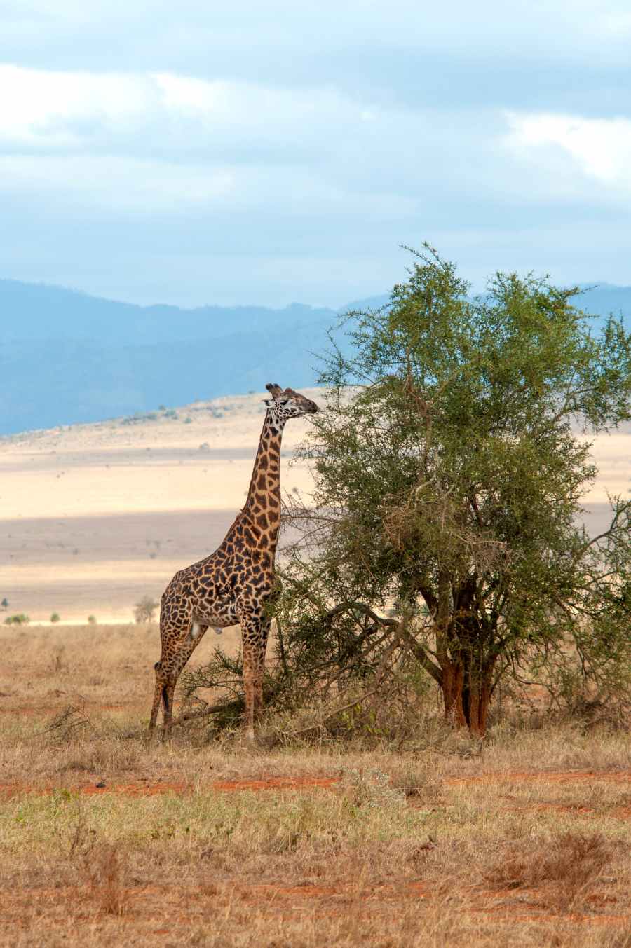 giraffe-in-national-park-of-kenya