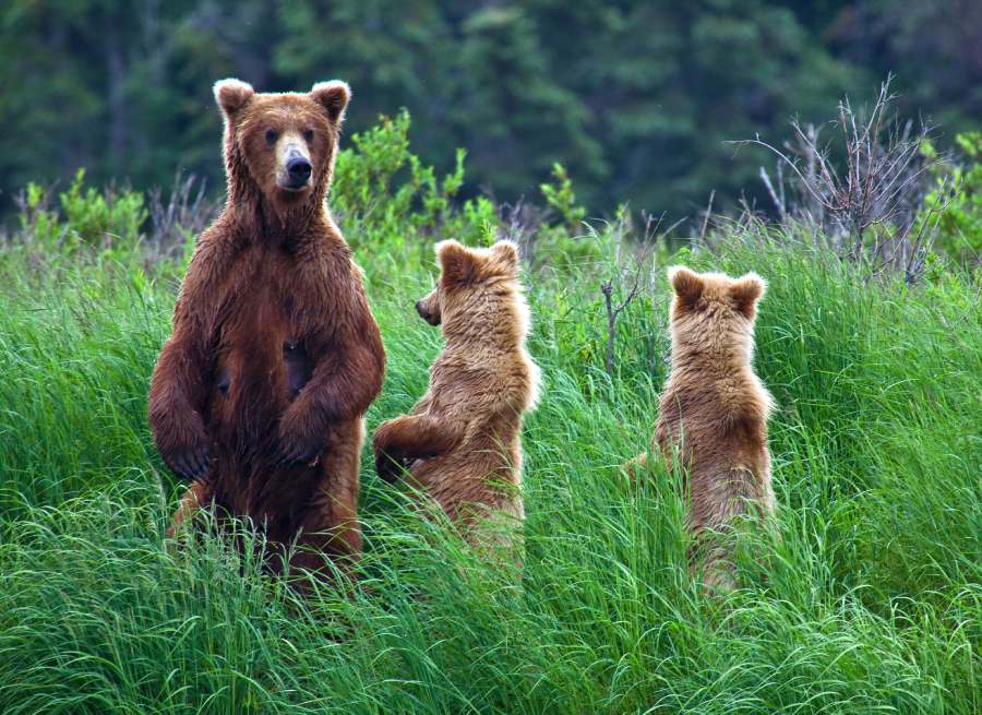 grizly-bears-at-alaska-cubs