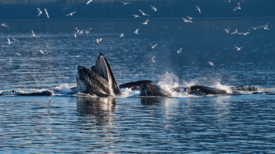 whales and seaguls in Alaska waters