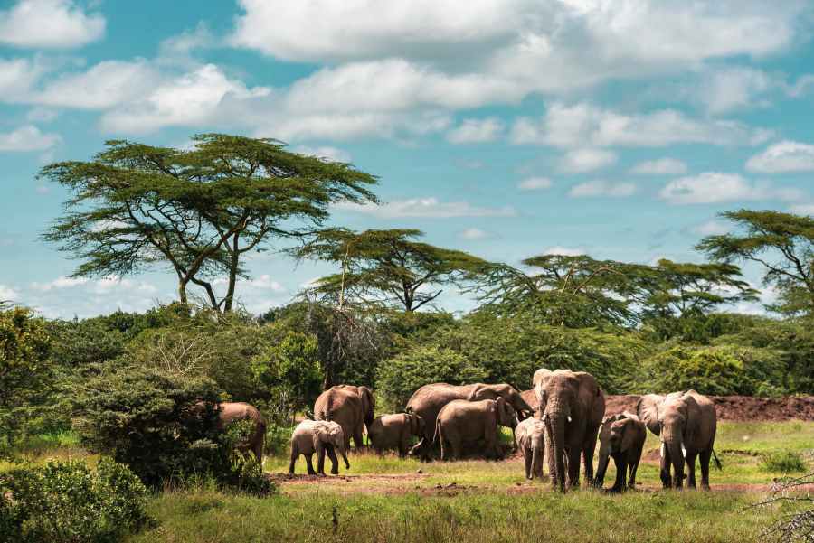 herd-of-african-elephant-loxodonta-africana