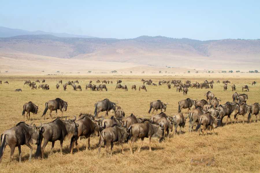 herd of wildebeests eating grass in Africa